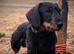 Teckel dog