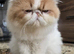 Pedigree Persian CFA Champion Male Cat