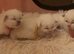Ragdoll Kittens For Sale