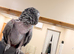 African grey parrot tame great talker inc cage