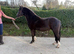 Lovely Pretty Welsh pony