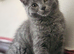 British shorthair girls