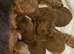 Small toy poodle puppies