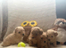 Licensed Teeny Tiny Maltipoo pups