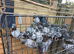 Bluebar Racing Peagons for sale in Bradford 50&pound; each