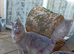 Blue Maine coon kittens - DNA health tested parents