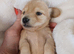 Long haired stunning puppies please read advert