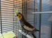Adult pair of cockatiels for sale