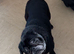 11 year old Pug - Bingo