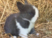 Baby Blue and white Lionhead buck