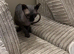 Sphynx