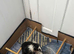 Shihtzu puppies