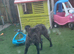 Boerboel x cane corso
