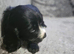 Cocker spaniel puppys