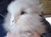 Lion head babies ready now.