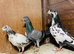Pakistani young highflying pigeons