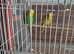 2 breeding pair of exhibition budgies