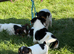 Jack Russel
