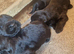 Giant schnauzer puppy's