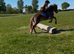 beautiful 5 year old dartmoor pony