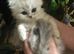 Persian chinchilla kittens