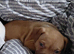 Puppy staffy x American pocket bully