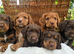 Kc reg cocker spaniel