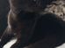 Domestic Short Hair For sale