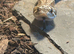 Male Western Hognose – Conda 100% Het Albino