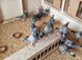 Racing pigeons