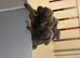 Blue Staffy pups kc registered