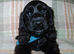 KC Show Cocker Spaniel