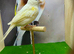 Dimorphic canary female