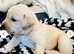 MOM 262 DNA CLEAR / Gorgeous fox red and yellow lab