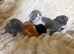 Exceptional quality British shorthair kittens