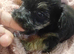 Gorgeous Yorkies litter of four 3boys 1girl available