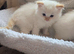 Flame point ragdoll kittens