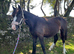 Stunning Bay Filly