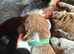 Exceptional Border Collie Litter Bred with 25yrs Exp (ENS, ESI & Triple 7)