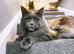 Ready now - Blue Maine coon kittens - DNA health tested parents