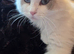 EXTENSIVELY TESTED LILAC&BLUE GCCF RAGDOLL KITTENSEXTENSIVELY TESTED GCCF PEDIGREE RAGDOLL BLUE & RARE LILAC MITTED POINTS FROM CHAMPION LINES