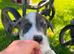 Beautiful sheep dog puppies for sale