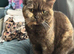 Stunning bsh cat