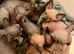 Sphynx kittens
