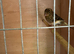 2 x lovely young canaries