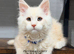 TICA registered Maine coon kittens READY NOW