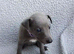 KC registered- True to type whippets