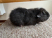 Teddy Boars