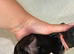 Litter of 9 Lakeland boarder cross parson Russell