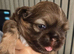 Stunning Imperial Shihtzu Puppies
